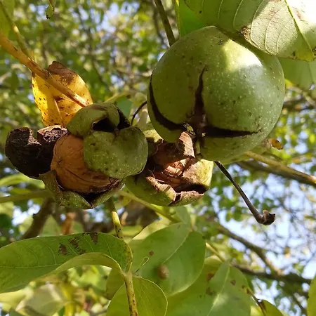 Pod Debem Летний дом