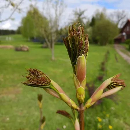 Pod Debem Casa rural Jonkowo