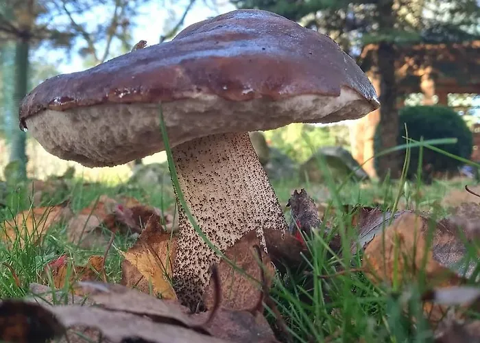 Pod Dębem Gospodarstwo wiejskie